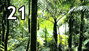 Día forestal