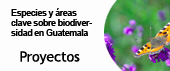 Botón proyectos