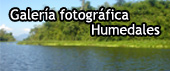 Ingrese a galería