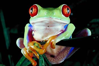 Agalychnis