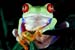 Agalychnis