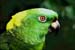 Amazona ochrocephala