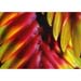 Bromelia