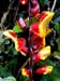 Heliconia