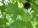 Liquidambar