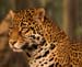 Panthera onca