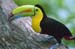 Ramphastos sulfuratus