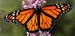 mariposa monarca